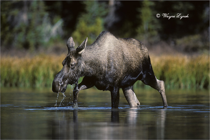 Cow Moose Eating Water Plants 102B by Dr. Wayne Lynch &copy;
